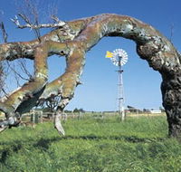 Greenough Leaning Trees - Tourism Guide
