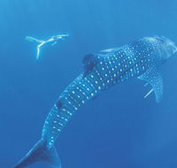 Ningaloo Marine Park - Tourism Guide