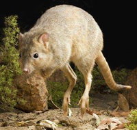 Kanyana Wildlife - Tourism Guide