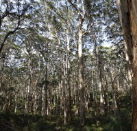 Boranup Karri Forest - Tourism Guide