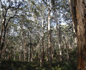 Boranup Karri Forest - Tourism Guide 0