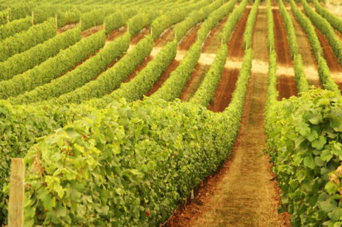 Darlington Estate Winery And Restaurant - Tourism Guide 0