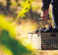 Burge Family Winemakers - Tourism Guide