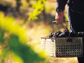 Burge Family Winemakers - Travel Agents 0