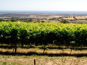 Braydun Hill Vineyard - Tourism Guide 0