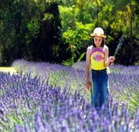 Brayfield Park Lavender Farm - Tourism Guide