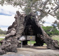 The Herbig Family Tree - Tourism Guide