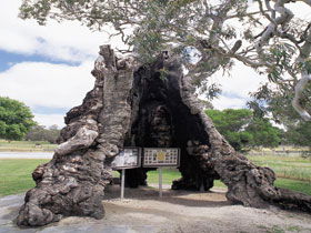 The Herbig Family Tree - Tourism Guide 0