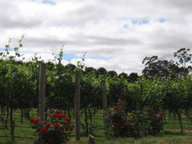 Manyara Vineyard - Travel Agents 0