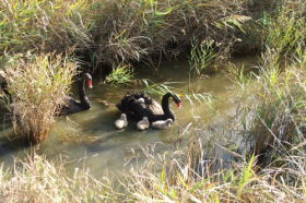 Riverside TAS Tourism Guide