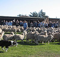 Curringa Farm - Accommodation and Farm Tours - Tourism Guide
