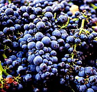 Laurel Bank Vineyard - Tourism Guide
