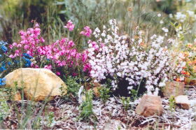 Stokes Bay Bush Garden - Tourism Guide 0
