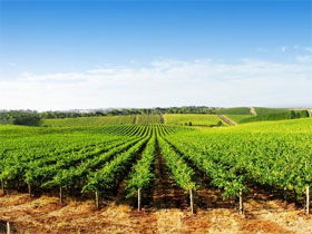 Aldinga Bay Winery - Cruises Travel 0