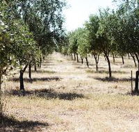Talinga Grove Olive Oils - Tourism Guide