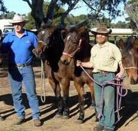 Coffin Bay Brumby Preservation Society Incorporated - Tourism Guide