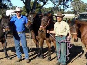 Coffin Bay Brumby Preservation Society Incorporated - Tourism Guide 0