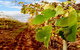 Mirabella Vineyards - thumb 0