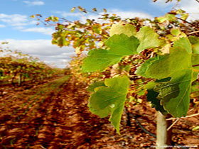 Mirabella Vineyards - Tourism Guide 0