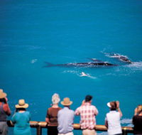 Whale Watching At Head Of Bight - Tourism Guide