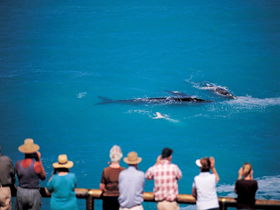 Whale Watching At Head Of Bight - Cruises Travel 0