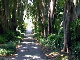 Adelaide Botanic Garden - Tourism Guide 0