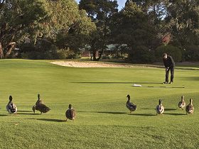 Royal Hobart Golf Club - Tourism Guide 0