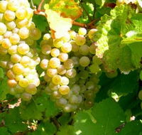 Winstead Vineyard - Cruises Travel