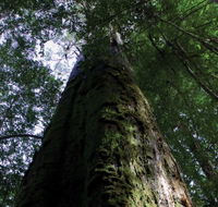 Styx Big Tree Reserve - Tourism Guide
