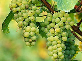 TP Vineyards - Tourism Guide 0