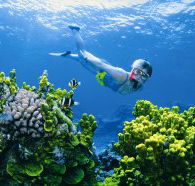 The Whale Dive Site - Cruises Travel