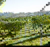 Surveyor's Hill Vineyards - Tourism Guide