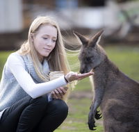 Bonorong Wildlife Sanctuary - Cruises Travel