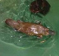 Platypus House - Tourism Guide