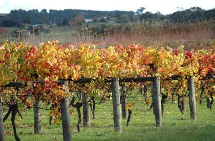 Apsley Gorge Vineyard - Tourism Guide 0