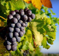 Panorama Vineyard - Cruises Travel