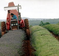 Bridestowe Lavender Farm - Tourism Guide
