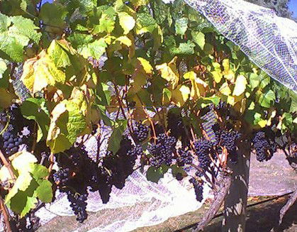 Palmara Vineyard - Tourism Guide 0