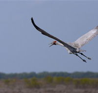 Gayngaru Wetlands Interpretive Walk - Tourism Guide