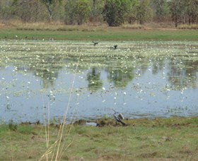 Leaning Tree Lagoon Nature Park - Cruises Travel 0