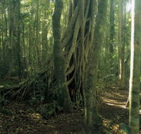 Lamington National Park Binna Burra Section - Tourism Guide