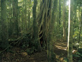 Lamington National Park, Binna Burra Section - Tourism Guide 0