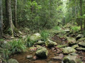 Amamoor State Forest - Tourism Guide 0