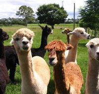 Banyandah Alpacas - Tourism Guide