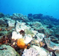 Mudjimba Old Woman Island Dive Site - Tourism Guide