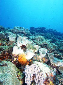 Mudjimba (Old Woman) Island Dive Site - Tourism Guide 0