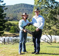 Hinterland Feijoas - Tourism Guide