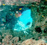 Michaelmas Cay Dive Site - Cruises Travel