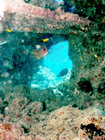 Michaelmas Cay Dive Site - Travel Agents 0
