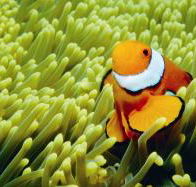 Thetford Reef Dive Site - Cruises Travel